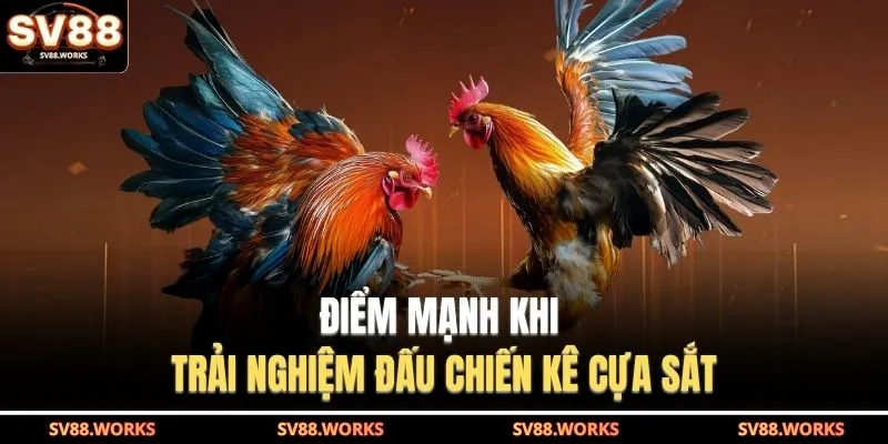 Điểm mạnh khi trải nghiệm đấu chiến kê cựa sắt 