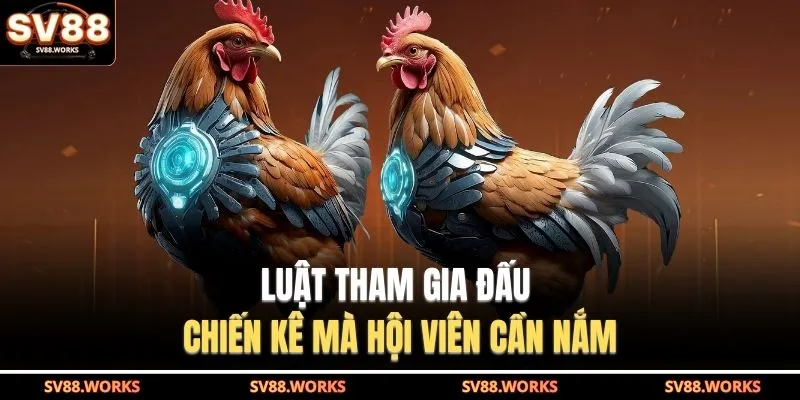 Luật tham gia đấu chiến kê mà hội viên cần nắm